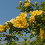 Ruža banksova (Rosa Banksiae) ´LUTEA´ - výška 70-90 cm, kont. C3L 